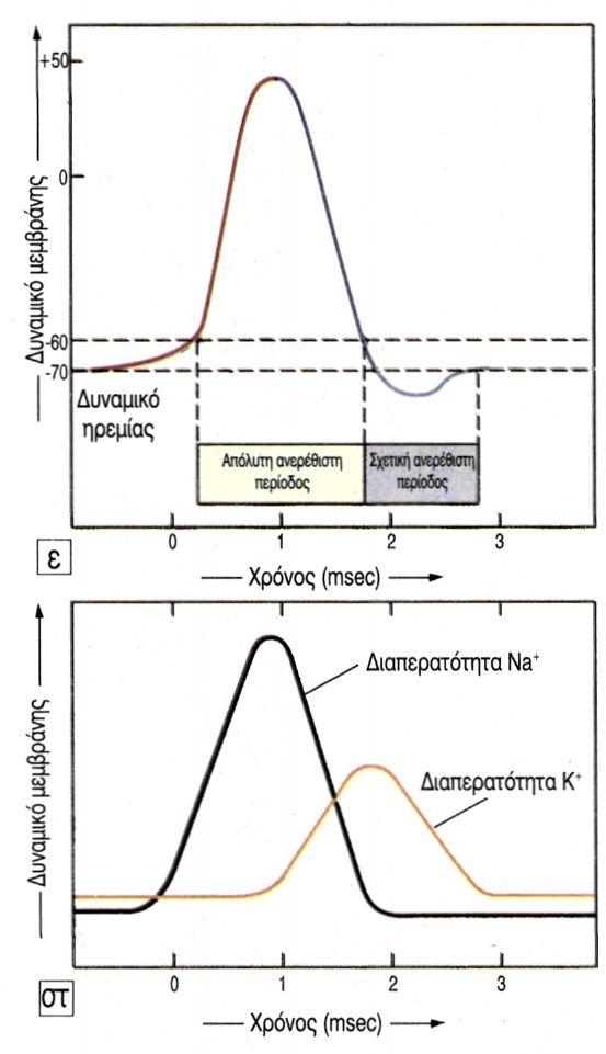 εικ. 9.3 ε. Μεταβολές στο δυναμικό στ.