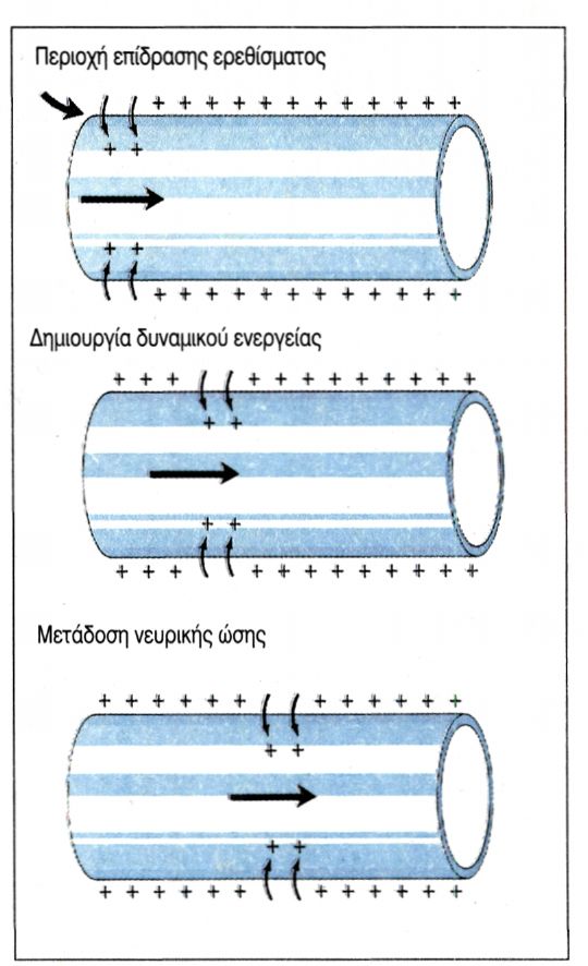 9.4. Νευρική ώση