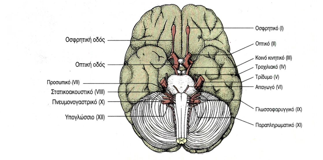 εικ. 9.6 Εγκεφαλικά νεύρα