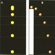 Χρονοφωτογραφίες: α) ελεύθερη πτώση, β) οριζόντια βολή. Εικόνα 1-1.