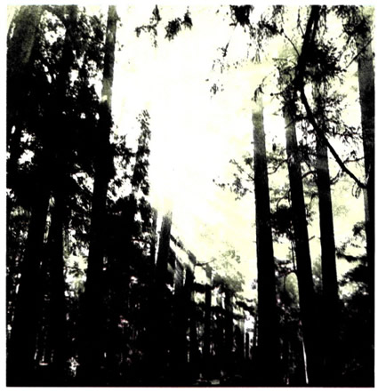 «Σύμφωνα με την υπόσχεση του Θεού προσμένουμε καινούριους ουρανούς και καινούρια γη. όπου θα βασιλεύει η δικαιοσύνη» (Β' Πέτρου 3,13).