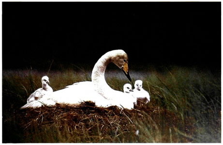 Η προστασία της φύσης αποτελεί εντολή του Θεού και χρέος του ανθρώπου.