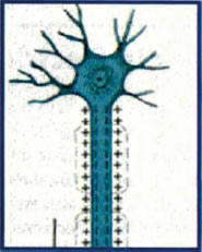 «Πυκνωτές» νευρικού κυττάρου.