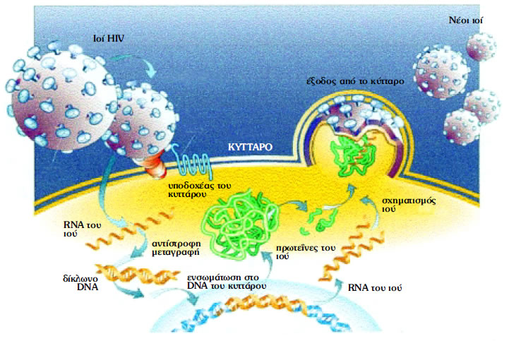Eικόνα 1.9: Πολλαπλασιασμός ρετροϊού (HIV)