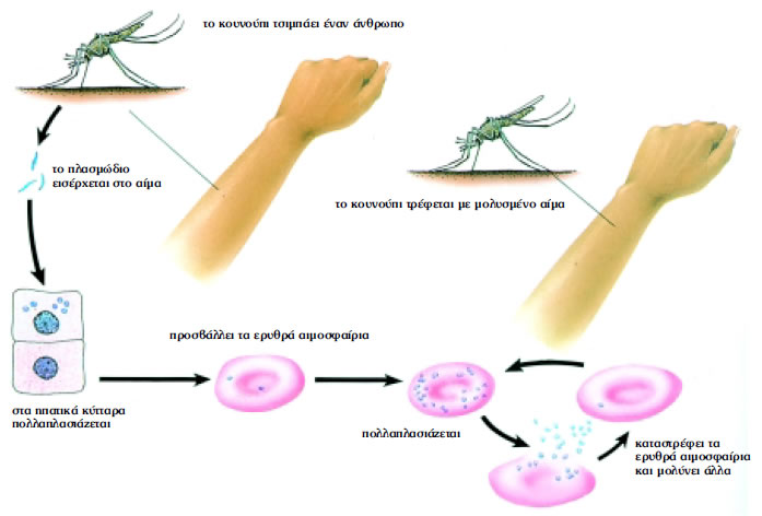 Εικόνα 1.12: Μετάδοση της ελονοσίας από το κουνούπι