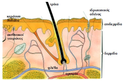 Εικόνα 1.18: Τομή δέρματος