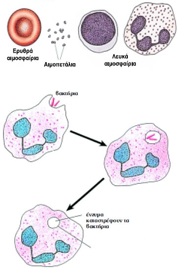 Εικόνα 1.19: Φαγοκυττάρωση μικροβίων από μακροφάγα