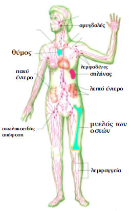 Εικόνα 1.21: Πρωτογενή (μπλε χρώμα) και δευτερογενή (κόκκινο χρώμα) λεμφικά όργανα