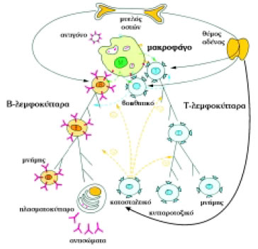 Εικόνα 1.22: Διαφοροποίηση και ωρίμανση Β-λεμφοκυττάρων και Τ-λεμφοκυττάρων