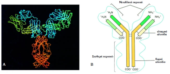 Εικόνα 1.23: Δομή αντισώματος