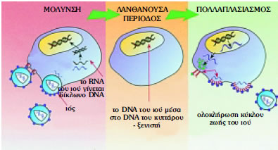 Εικόνα 1.33: Κύκλος ζωής του HIV