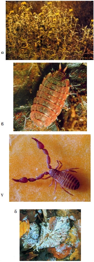 Εικόνα 2.1: α) Παραγωγοί, β) καταναλωτής πρώτης τάξης, γ) καταναλωτής δεύτερης τάξης, δ) αποικοδόμηση (μύκητες πάνω σε πεσμένα φύλλα)