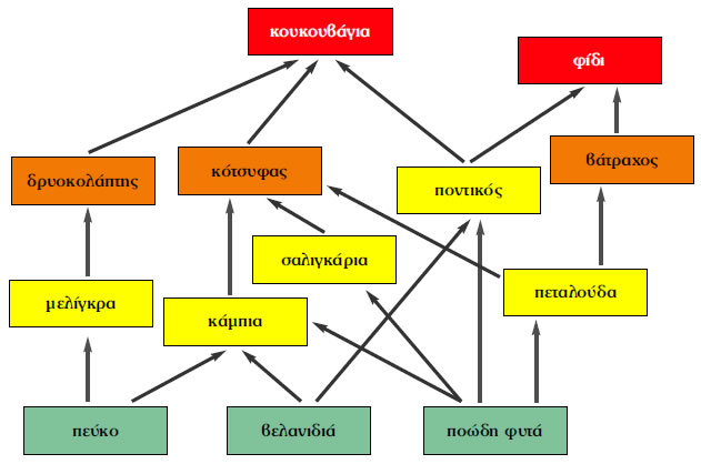 Εικόνα 2.6: Τροφικό πλέγμα