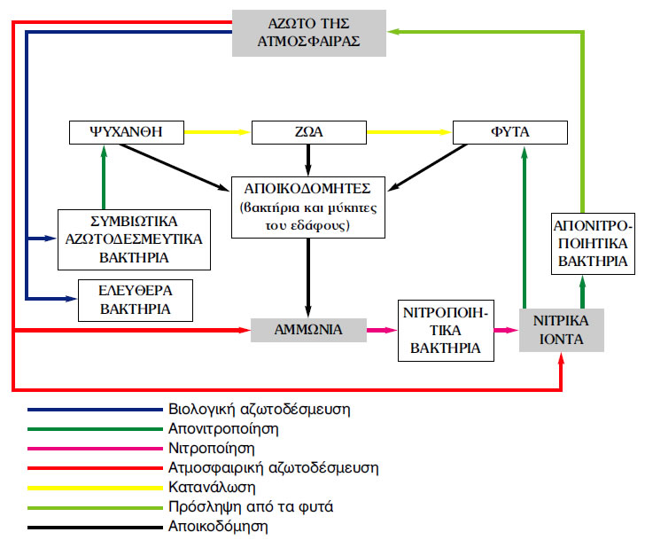 Εικόνα 2.16: Ο κύκλος του αζώτου