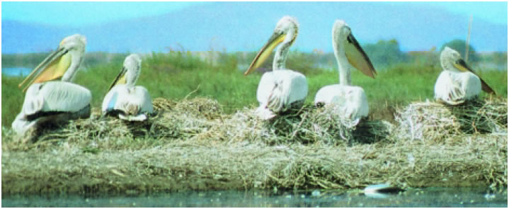 Εικόνα 2.27: Αργυροπελεκάνοι στη λιμνοθάλασσα της Λογαρού (Αμβρακικός Κόλπος)
