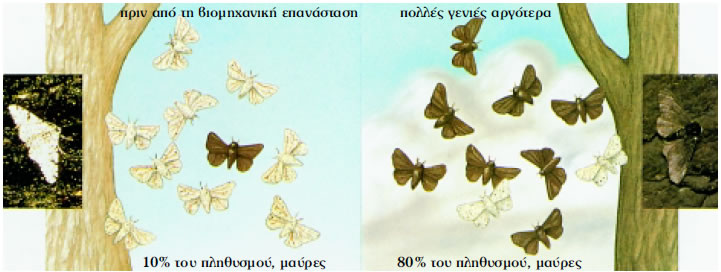 Εικόνα 3.8: Βιομηχανικός μελανισμός: το ποσοστό των μαύρων πεταλούδων αυξήθηκε, επειδή η μαύρη πεταλούδα έχει περισσότερες πιθανότητες από την ανοιχτόχρωμη να επιβιώσει στους μαυρισμένους από τη ρύπανση κορμούς.