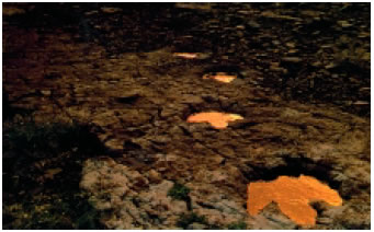 Εικόνα 3.1: Aπολιθωμένα αποτυπώματα δεινοσαύρων