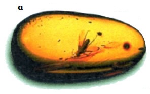 Εικόνα 3.12: Παραδείγματα απολιθωμάτων: α) έντομο παγιδευμένο σε κεχριμπάρι, β) απολίθωμα του Αρχαιοπτέρυγος, του πρώτου γνωστού πτηνού (ηλικίας 150 εκατ. ετών), γ) απολιθωμένος σκελετός Δεινόσαυρου