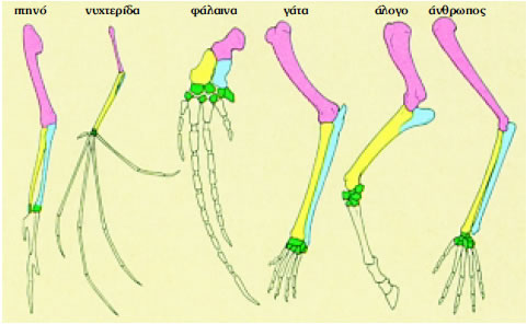 Εικόνα 3.15: Τα άκρα των σπονδυλωτών είναι ομόλογα.