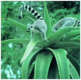 Εικόνα 3.21: Λεμούριοι