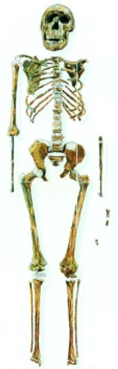 Εικόνα 3.25: Homo erectus