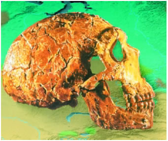 Εικόνα 3.26: Κρανίο του Ανθρώπου του Νεάντερταλ