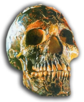 Εικόνα 3.28: Κρανίο Homo sapiens