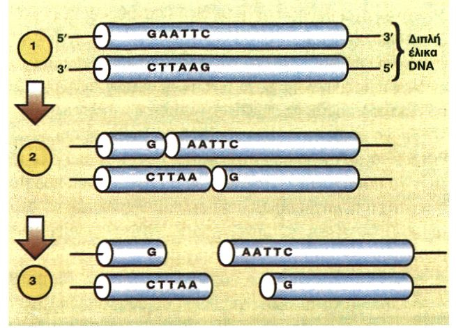 Εικόνα 4.2