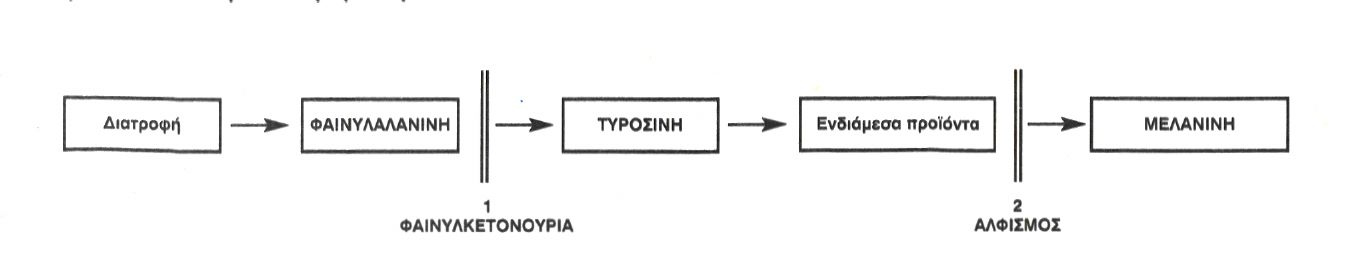 Εικόνα 6.4 Διάγραμμα στο οποίο φαίνονται τα σημεία όπου υπάρχει «εμπόδιο» που διακόπτει το μεταβολισμό της φαινυλαλανίνης προς
μελανίνη στη φαινυλκετονουρία (1) και στον αλφισμό (2). Το εμπόδιο δημιουργείται από έλλειψη των αντιστοίχων ενζύμων που
προκαλείται από μεταλλάξεις στα γονίδια που τα κωδικοποιούν. Εικόνα 6.4