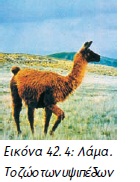 Εικόνα 42.4: Λάμα. Το ζώο των υψιπέδων 
