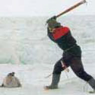 φωτ. 6.5 «Οι γούνες έχουν ζήτηση, οι φώκιες έχουν πένθος»