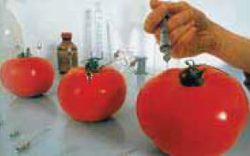 φωτ.12.12 Από την εκστρατεία της Greenpeace για τα μεταλλαγμένα.