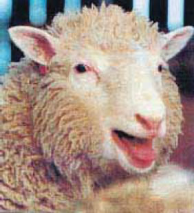 φωτ.12.3 Η κλωνοποιημένη Ντόλυ.