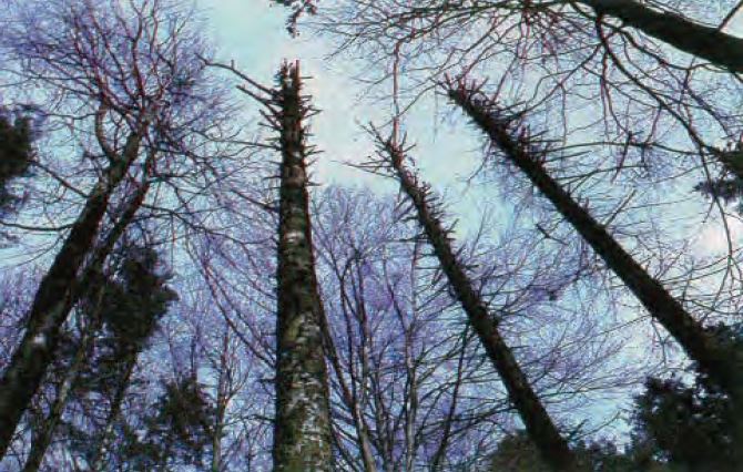 ΣΧΗΜΑ 3.11 Οι επιπτώσεις της όξινης βροχής στα δάση.