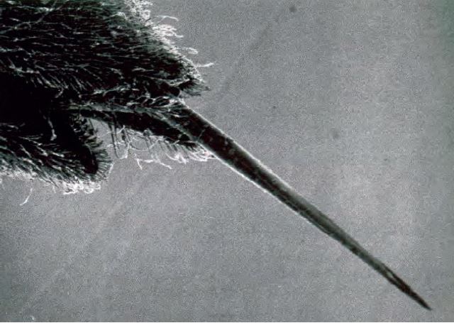 ΣΧΗΜΑ 3.13 Το κεντρί της σφήκας εκκρίνει βάση.