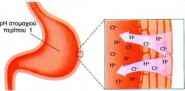 ΣΧΗΜΑ 3.14 Το pH στο στομάχι μας είναι περίπου ένα.