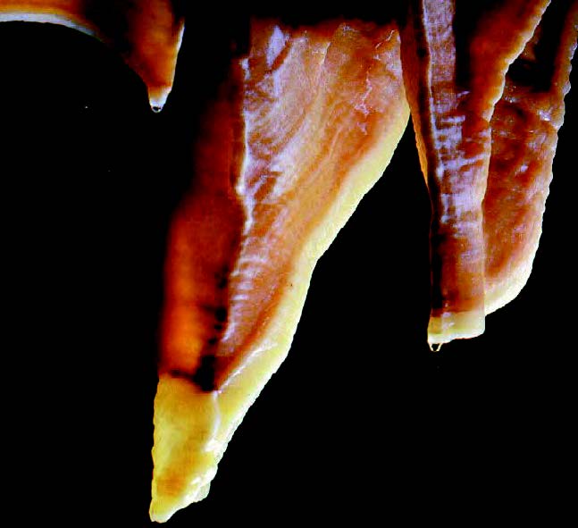 ΣΧΗΜΑ 3.15 Η ροή του νερού καθορίζει το σχήμα του σταλαγμίτη.