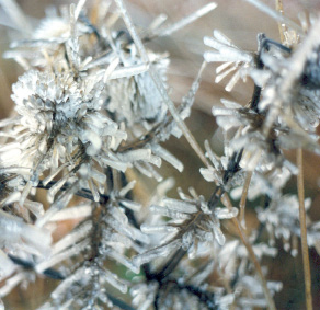 69. Δροσοσταλίδες πάνω σε κλαράκια που αποκρυσταλώθηκαν καθώς φυσούσε ο άνεμος.