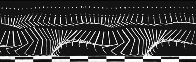 146. 145, 146. Ε. Ζ.. Μάρεΰ «Χρονογραφικές σπουδές ανθρώπινης φιγούρας σε κίνηση» 1886 