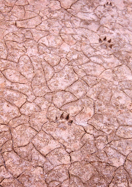 242. Αποτυπώματα ζώων σε στεγνή λάσπη