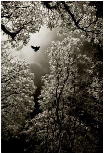 Πέταγμα, Goran Stamenkovic