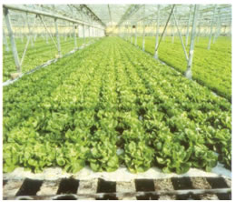 Εικ. 8 Σύγχρονο θερμοκήπιο με σύστημα υδρονέφωσης.