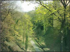 Εικ. 3.1 Το δάσος