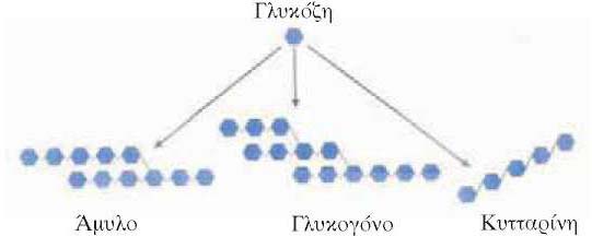 Εικ. 5.12 Τα μόρια της γλυκόζης ενωμένα σχηματίζουν διάφορους πολυσακχαρίτες