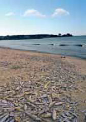 Ευτροφισμός