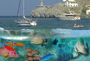 Η ζωή στο νερό δε θα ήταν δυνατή χωρίς το οξυγόνο