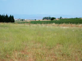 Καλλιεργημένη έκταση