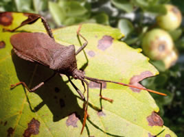 Άνθρωποι και έντομα ανταγωνίζονται για την τροφή τους.
