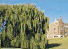 Tα αποστάγματα από τα φύλλα της ιτιάς 