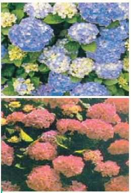 «...και οι ορτανσίες που φύτεψες με τα ίδια σου τα χέρια